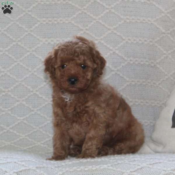 Sparky, Maltipoo Puppy